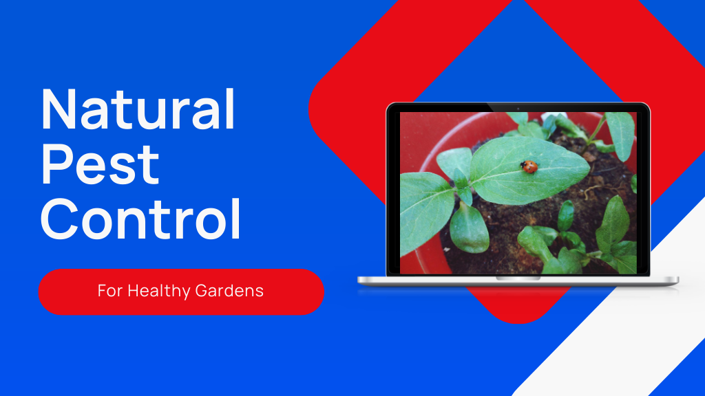 3 Effective Natural Pest Control Methods for Your Garden