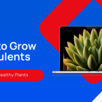 7 Essential Tips to Grow Healthy Succulents