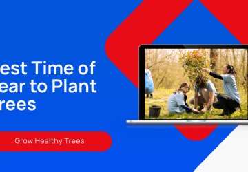 Best Time of Year to Plant Trees for Growth?