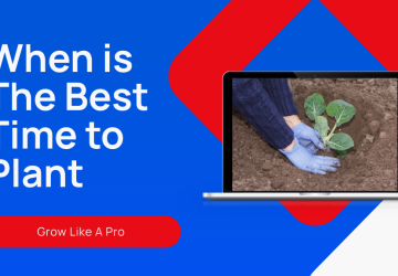 Best Time to Plant: 5 Key Factors to Consider