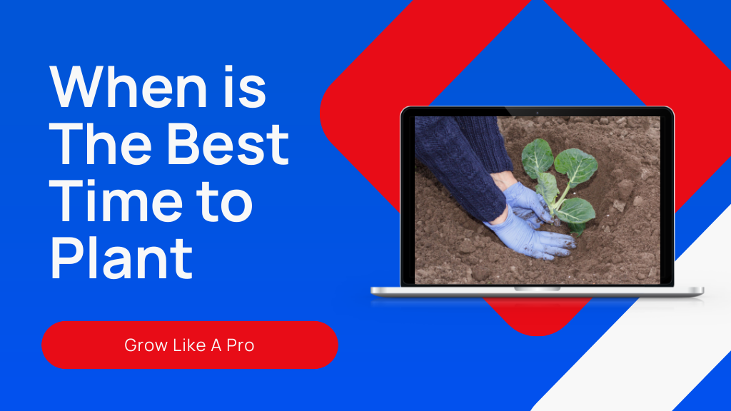 Best Time to Plant: 5 Key Factors to Consider