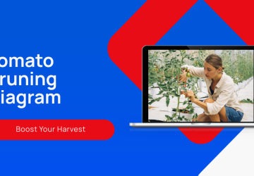 Best Tomato Pruning Diagram for Beginners