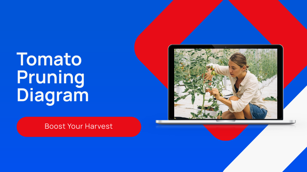 Best Tomato Pruning Diagram for Beginners