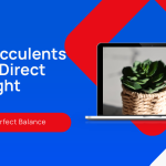 Do Succulents Need Direct Sunlight?